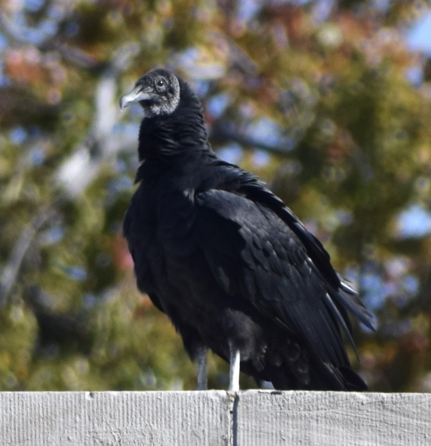 Black Vulture - ML644076066