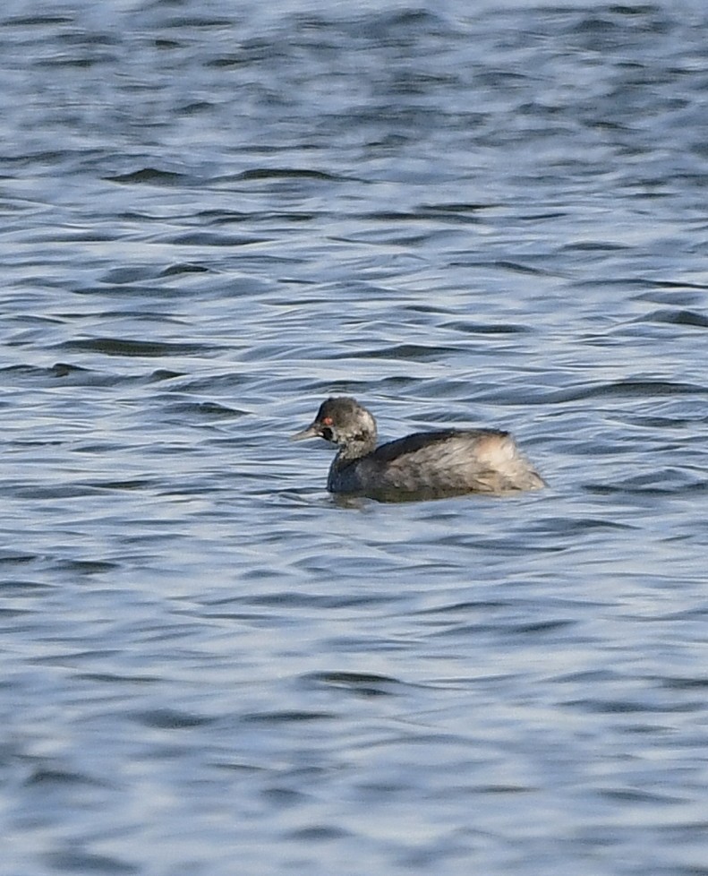 Eared Grebe - ML644076067