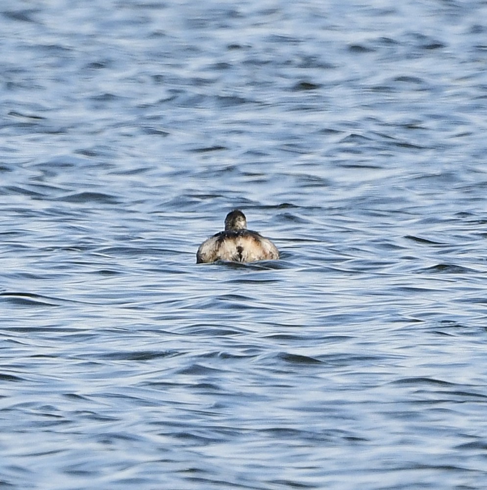 Eared Grebe - ML644076069