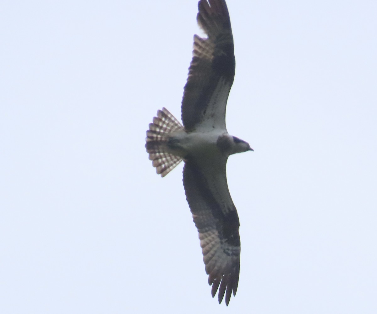 Águila Pescadora - ML644076077