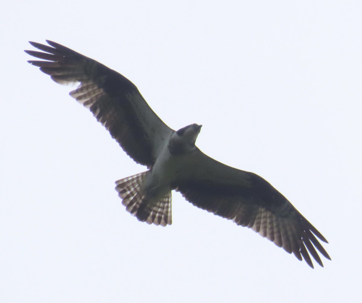 Águila Pescadora - ML644076078