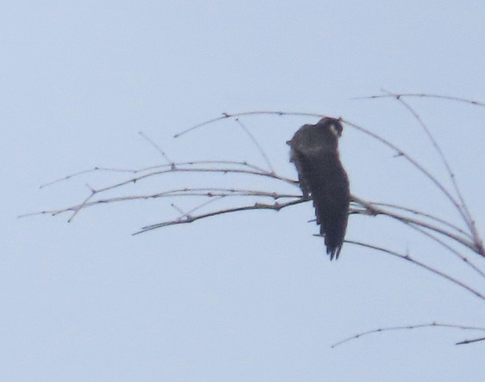 Alcotán Europeo - ML644076081