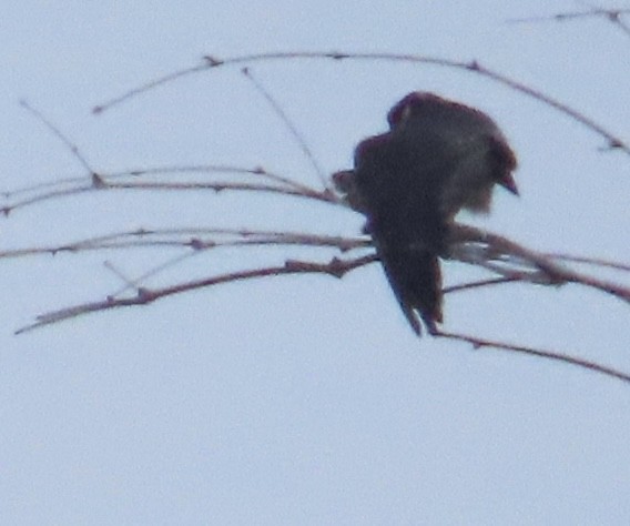 Alcotán Europeo - ML644076082