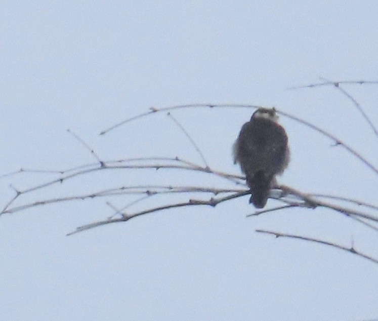 Alcotán Europeo - ML644076083