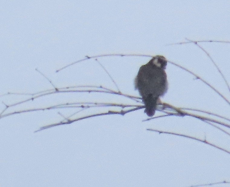 Alcotán Europeo - ML644076084
