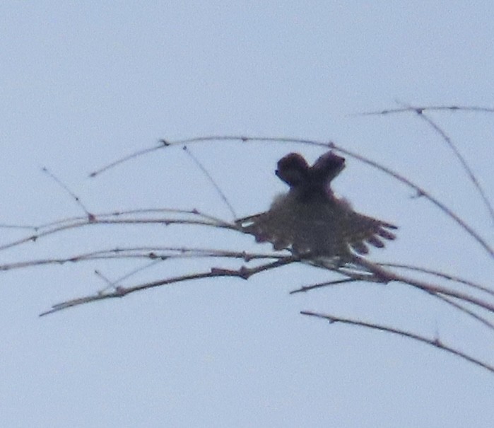 Alcotán Europeo - ML644076085