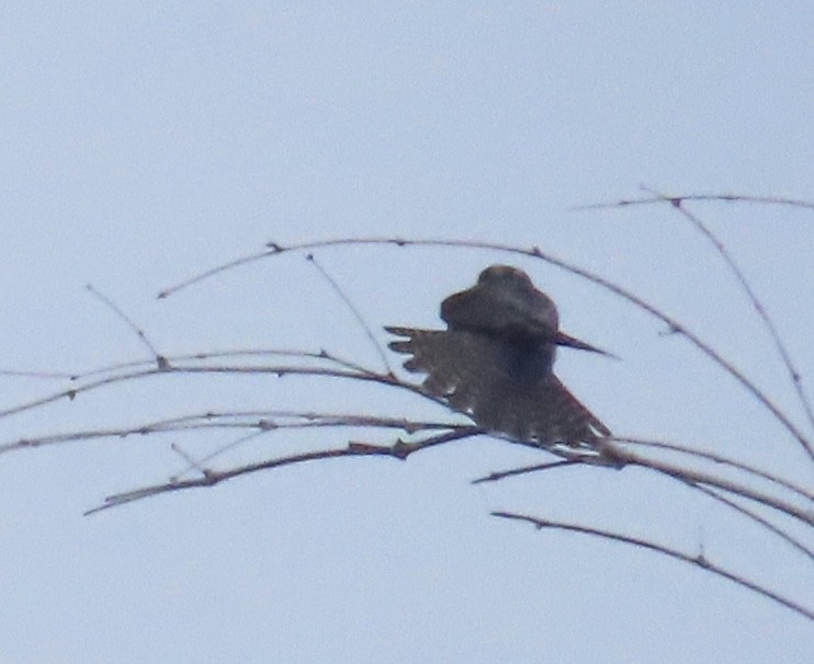 Alcotán Europeo - ML644076086