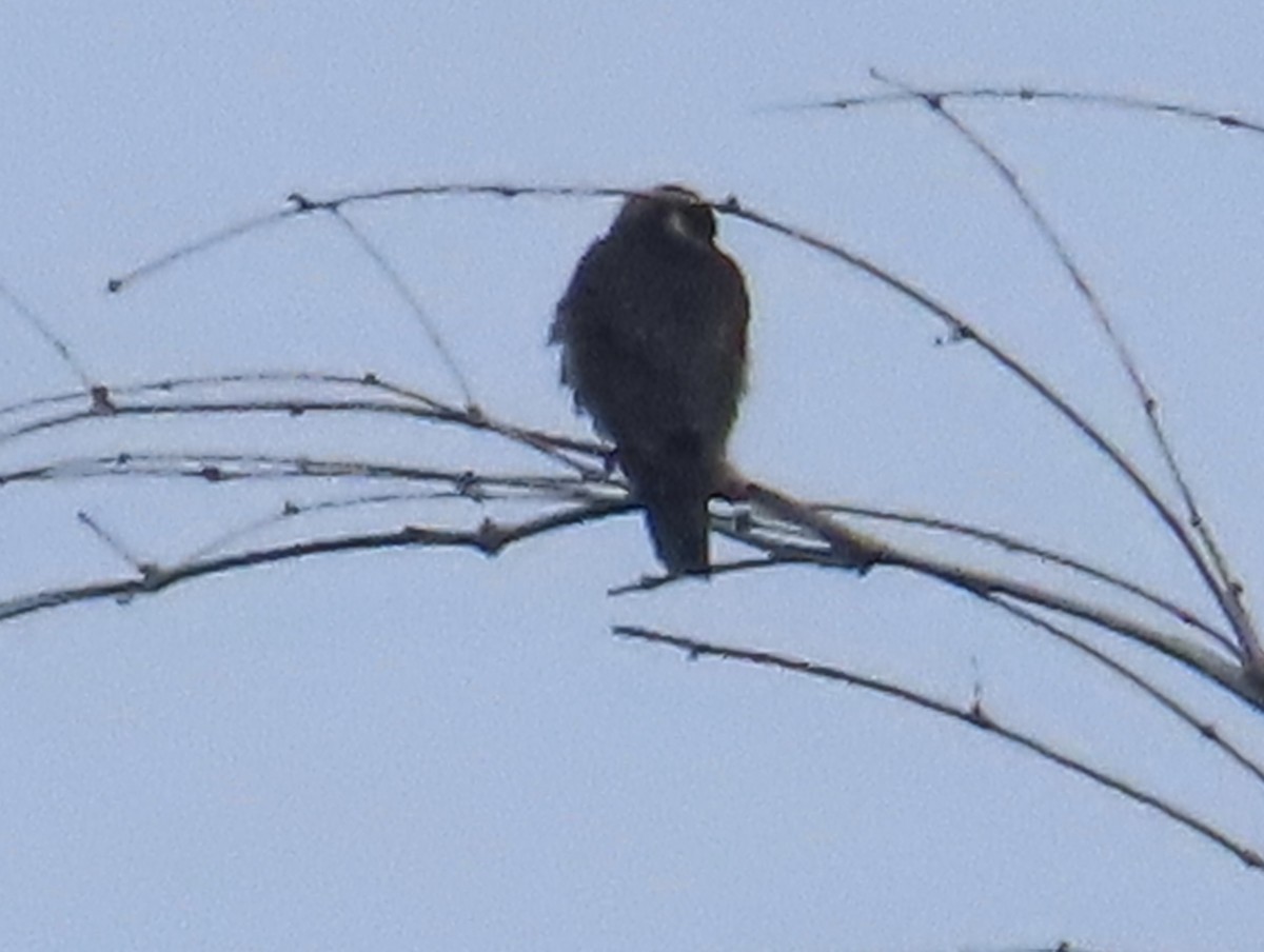 Alcotán Europeo - ML644076087