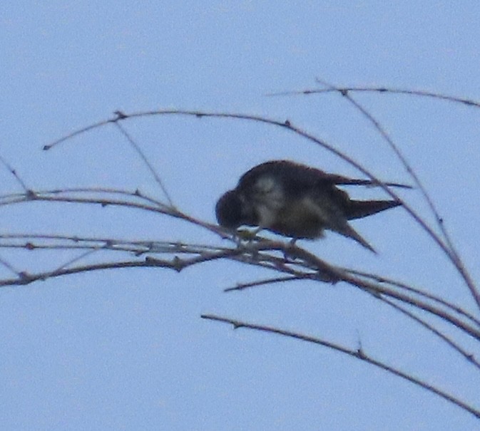 Alcotán Europeo - ML644076088