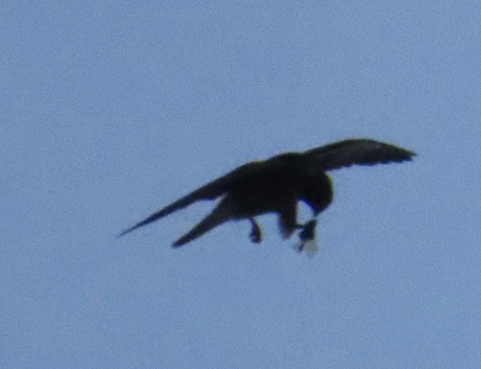 Alcotán Europeo - ML644076089