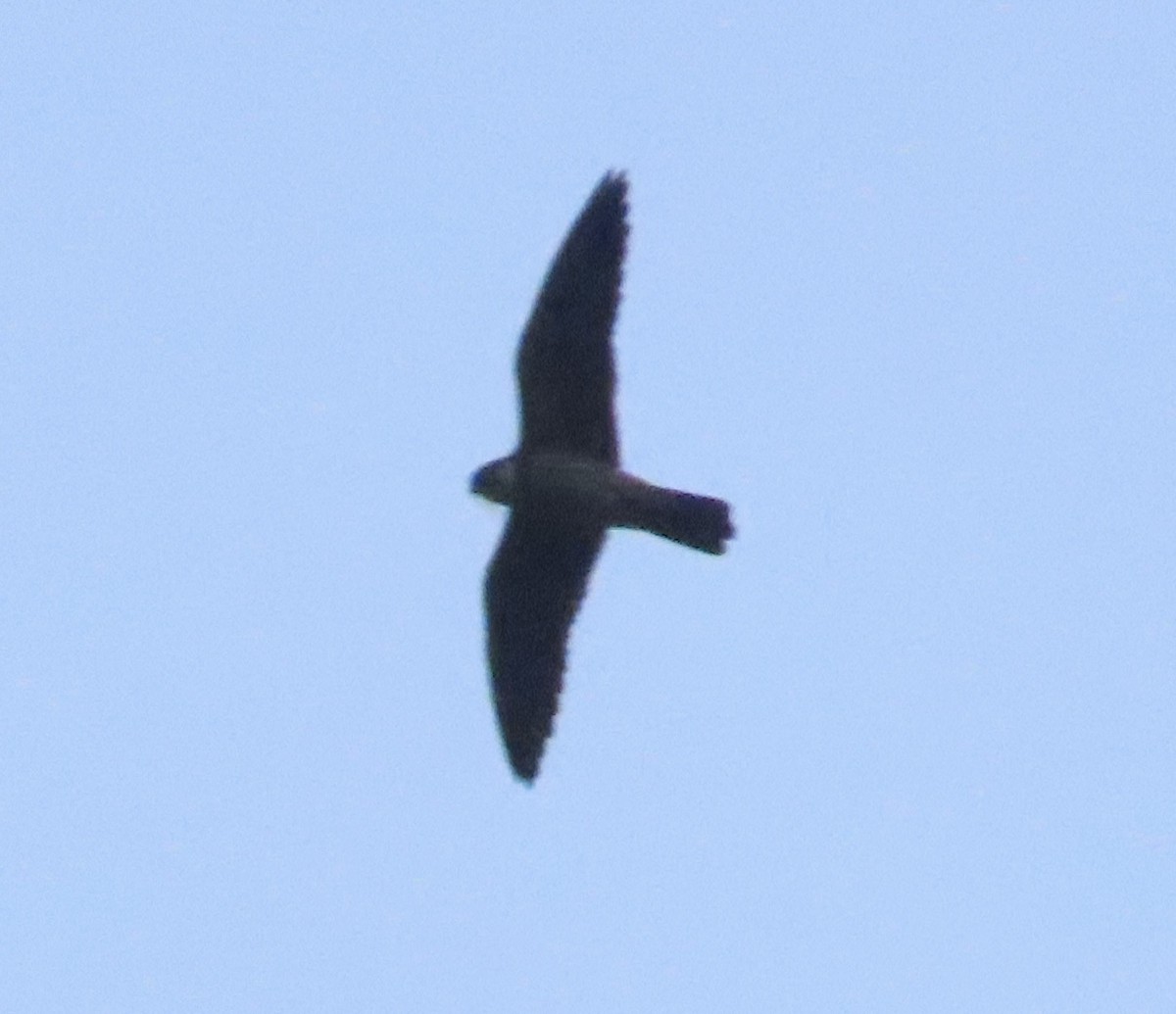 Alcotán Europeo - ML644076090
