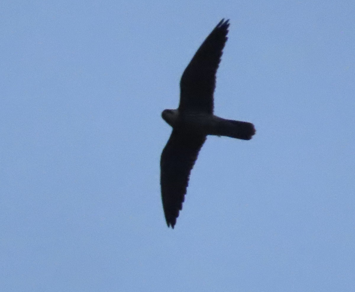 Alcotán Europeo - ML644076091