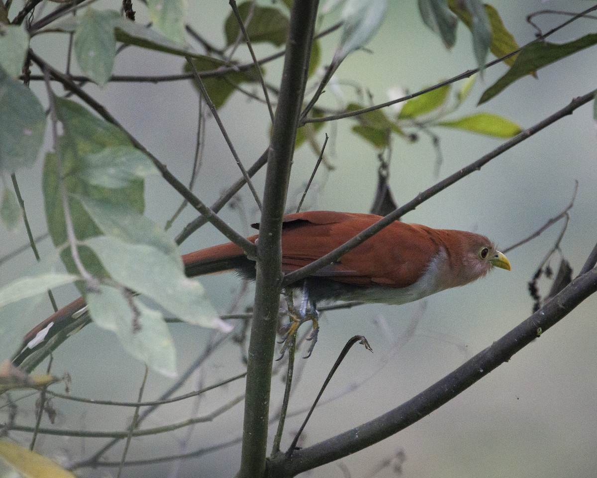 Cuco Ardilla Común - ML644076094