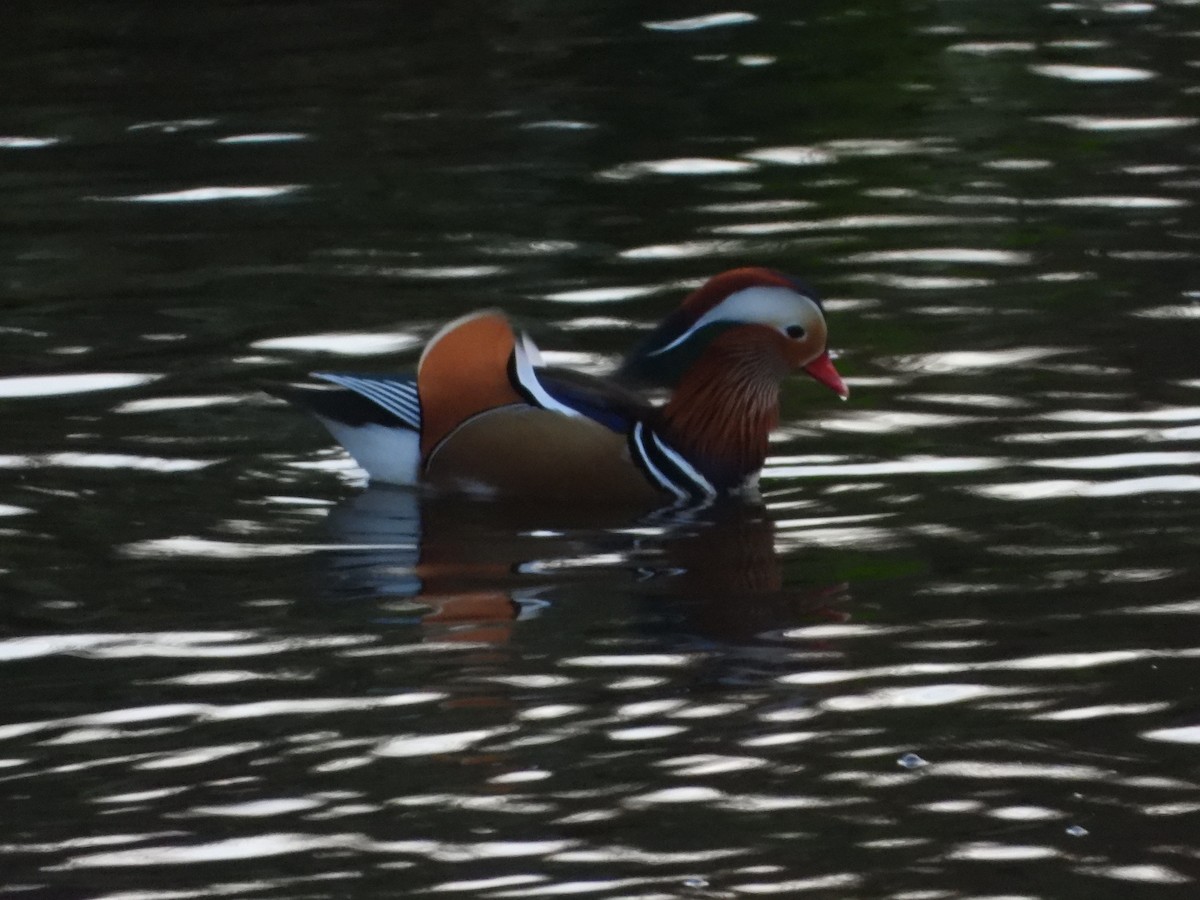 Pato Mandarín - ML644076095