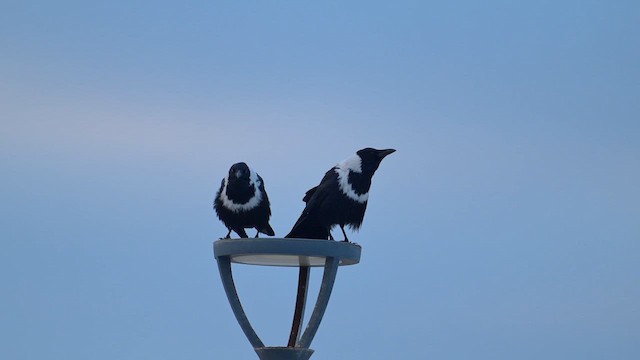 クビワガラス - ML644076104