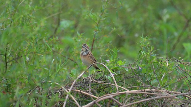 Шар нүдэн хөмрөг - ML644076107