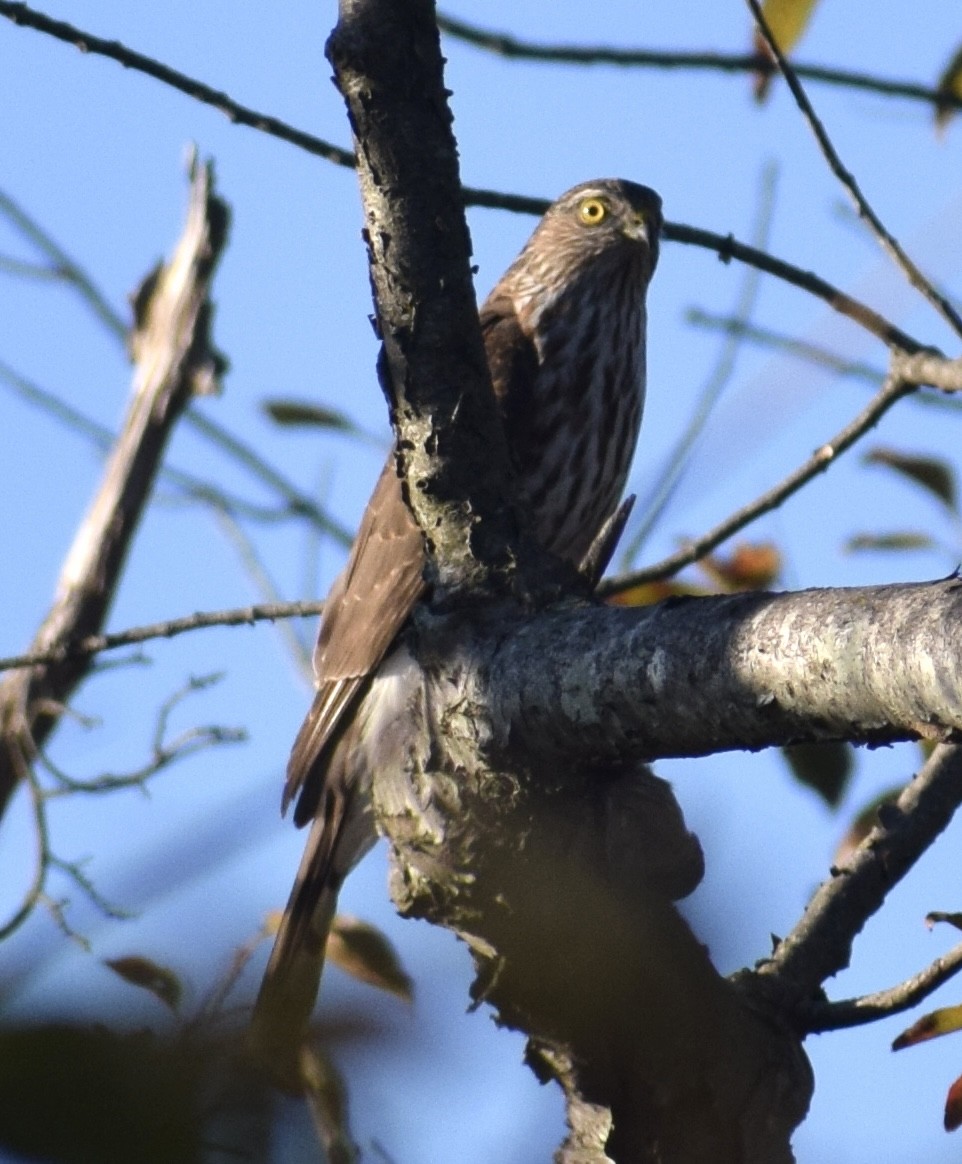 Sharp-shinned Hawk - ML644076119