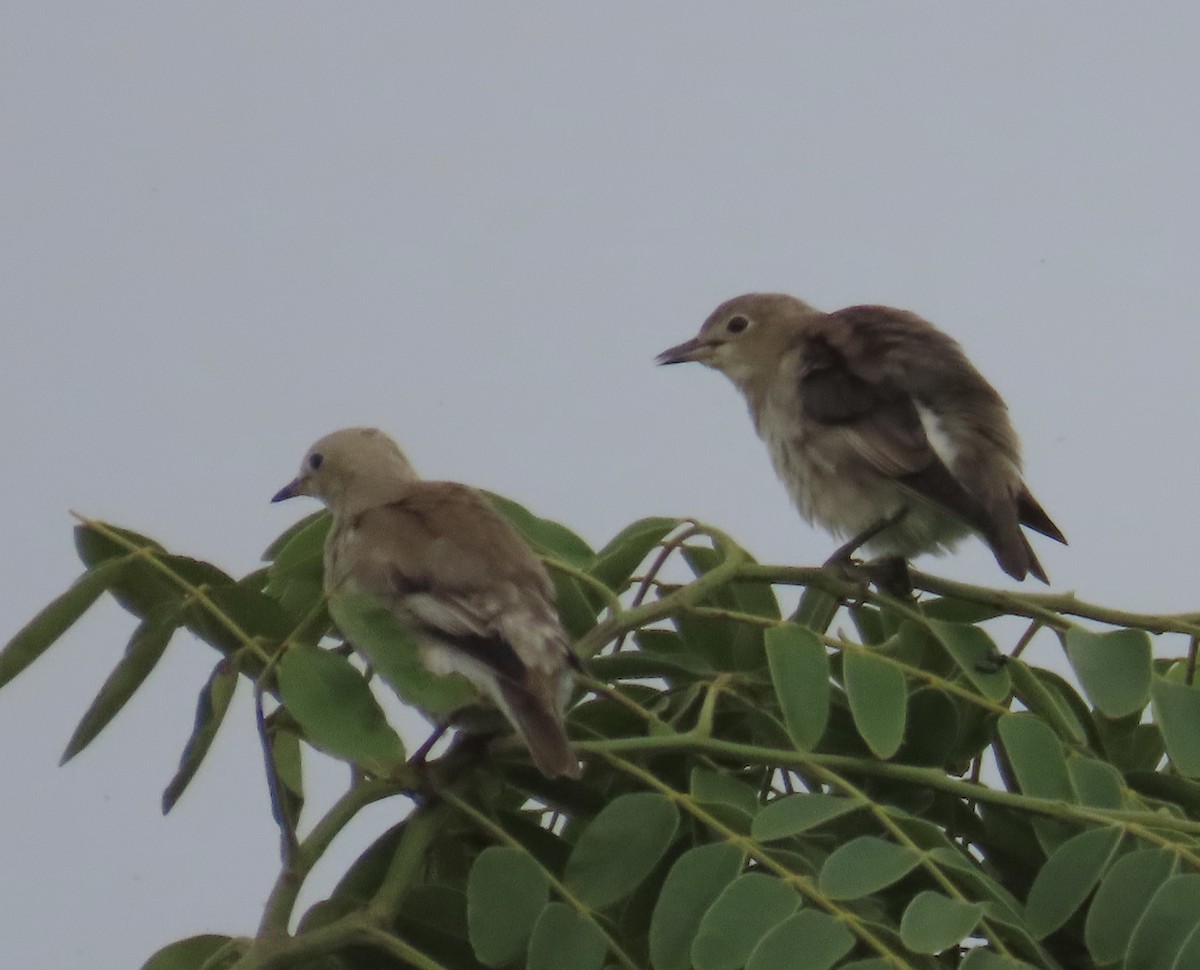 Al Yanaklı Sığırcık - ML644076121