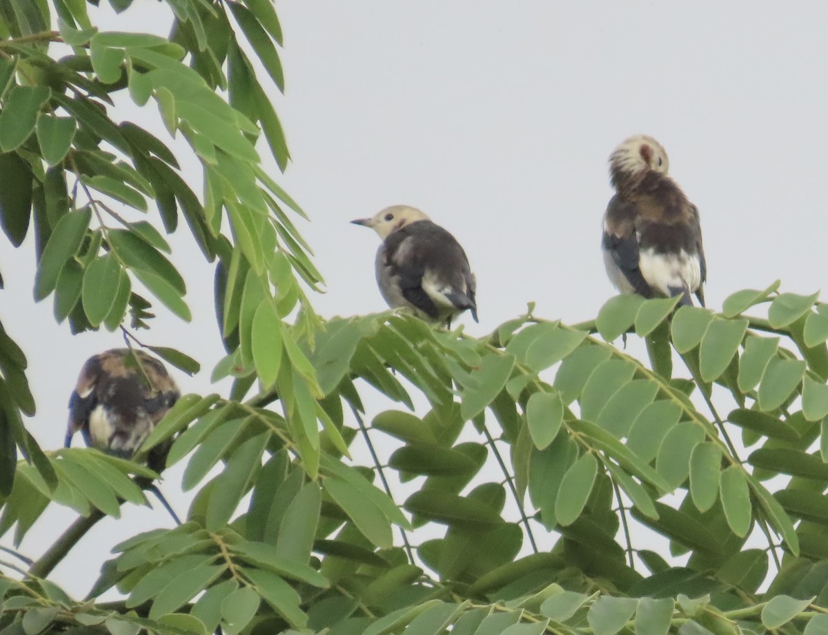 Al Yanaklı Sığırcık - ML644076122