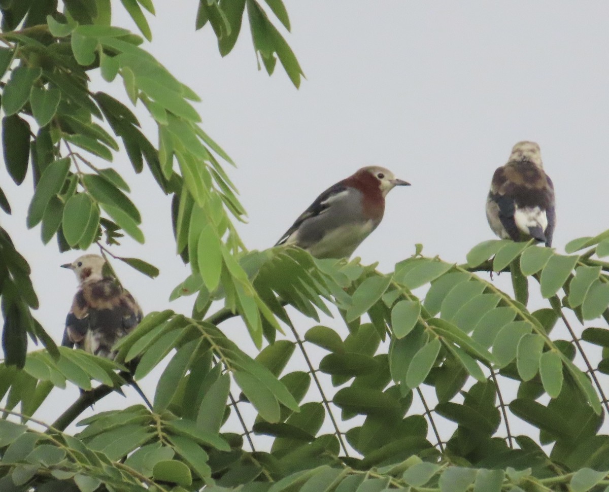 Al Yanaklı Sığırcık - ML644076123