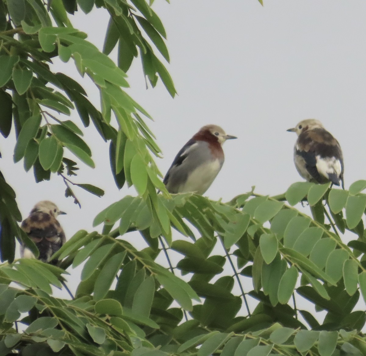 Al Yanaklı Sığırcık - ML644076124