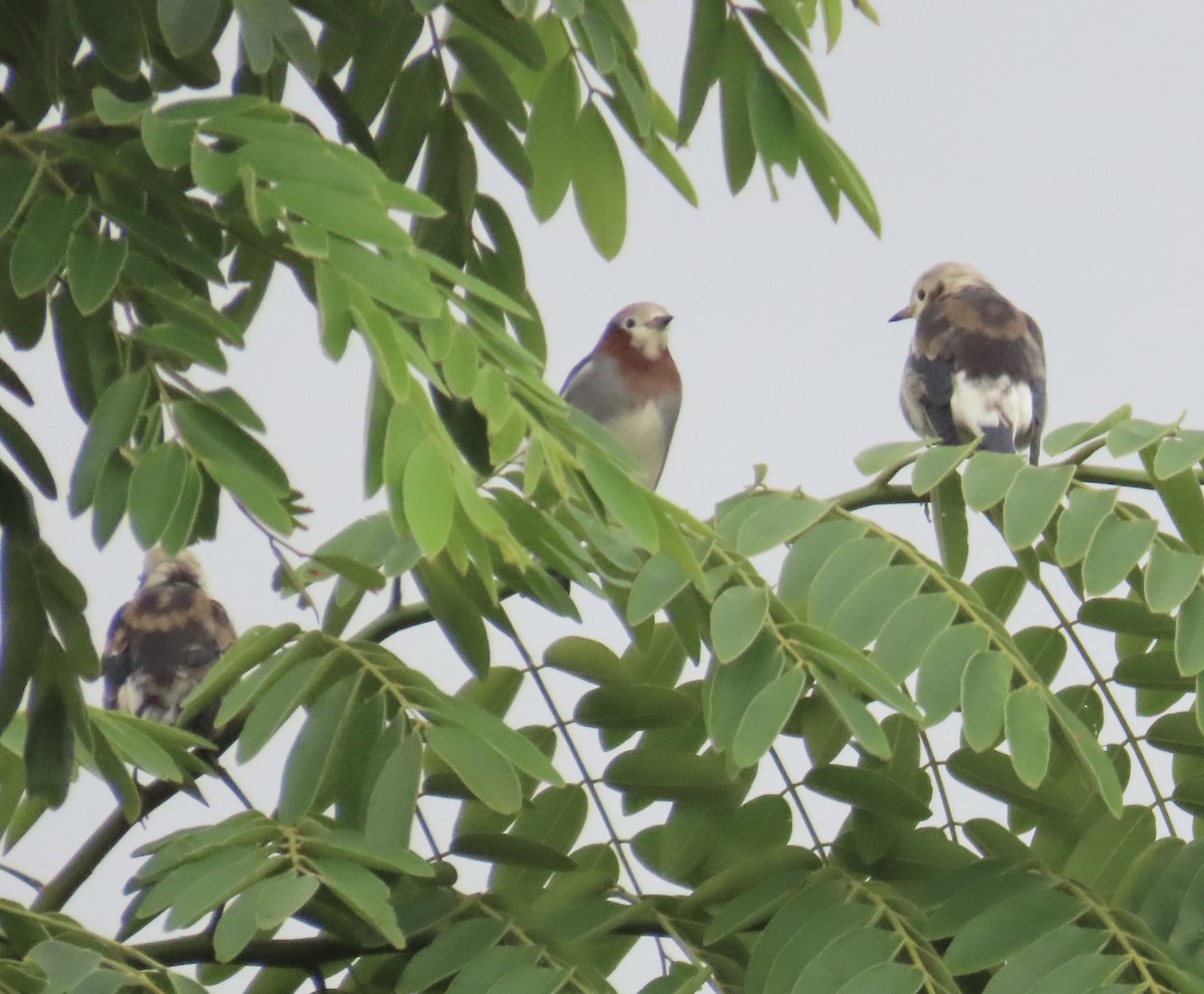 Al Yanaklı Sığırcık - ML644076125