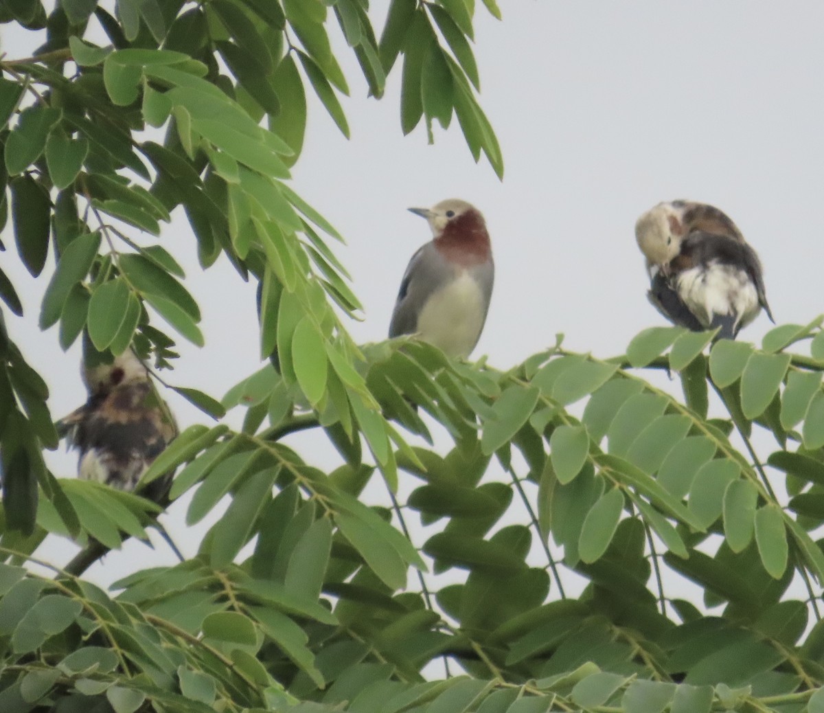 Al Yanaklı Sığırcık - ML644076126