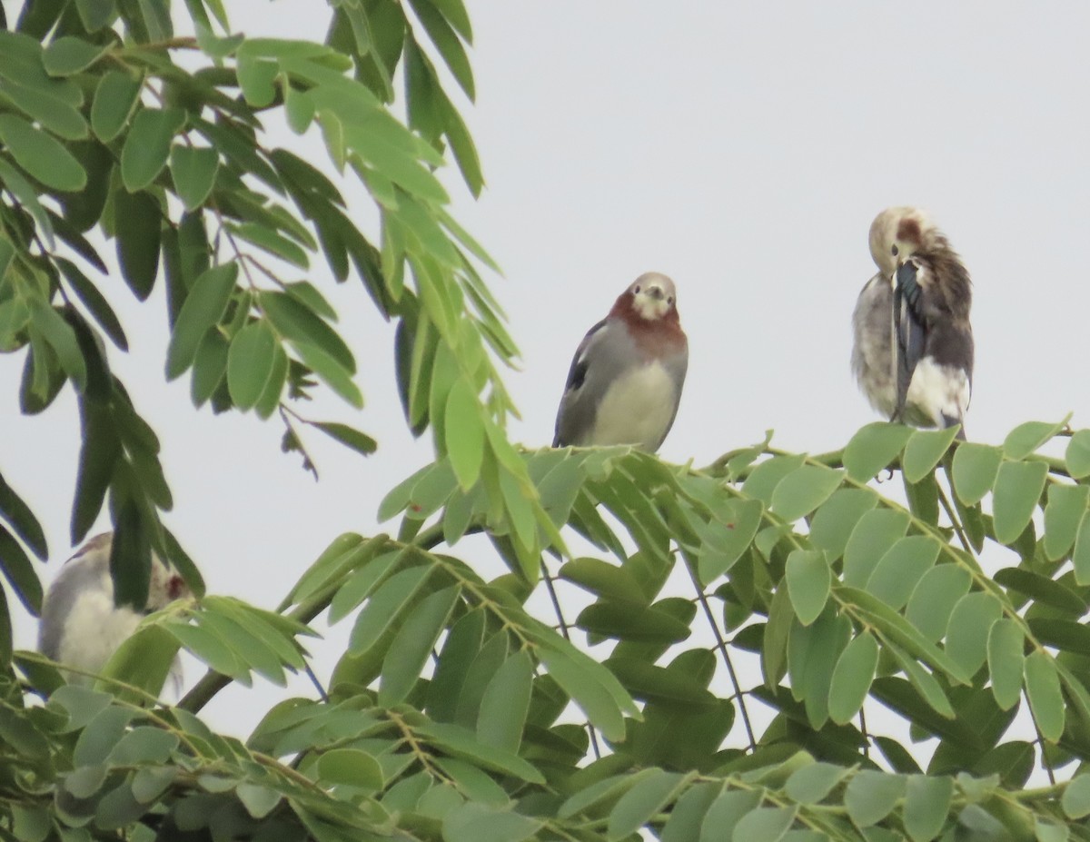 Al Yanaklı Sığırcık - ML644076127