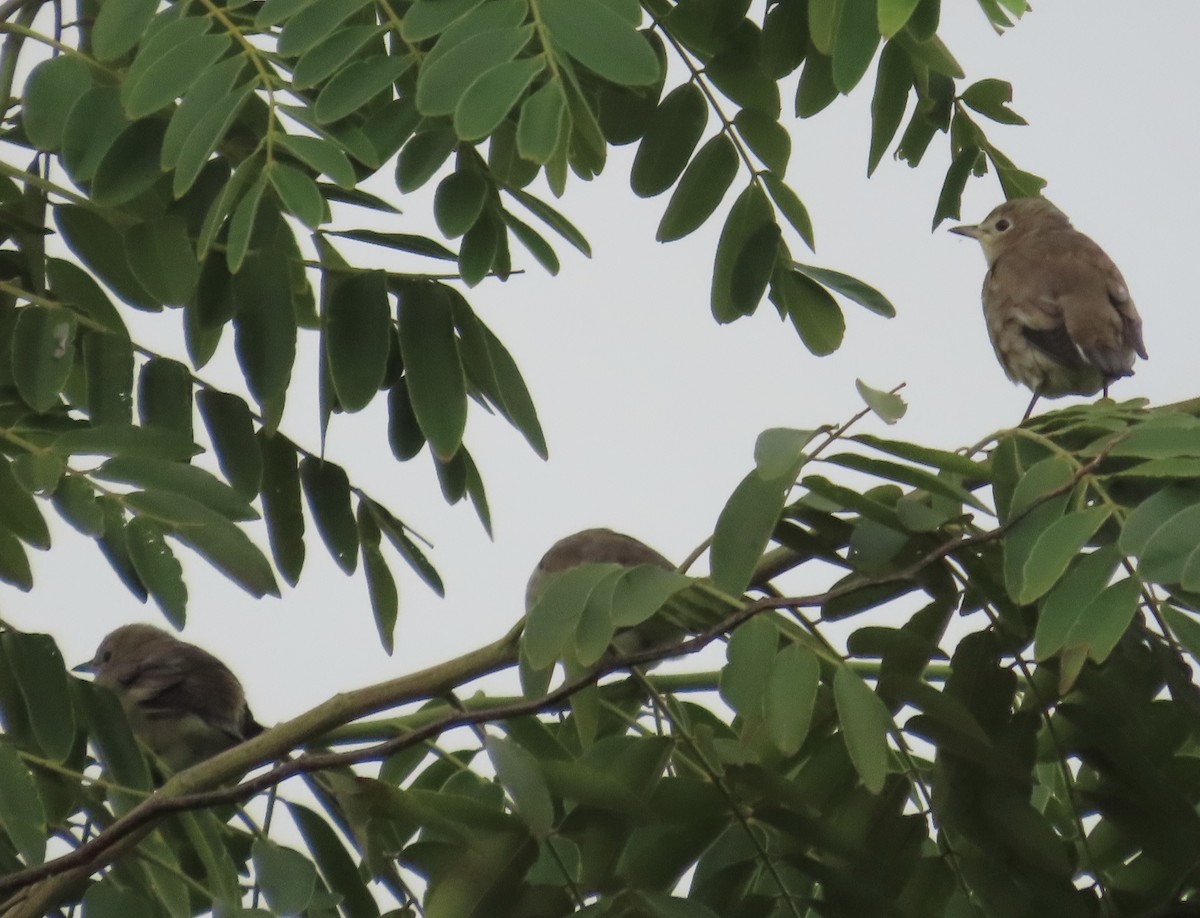 Al Yanaklı Sığırcık - ML644076128