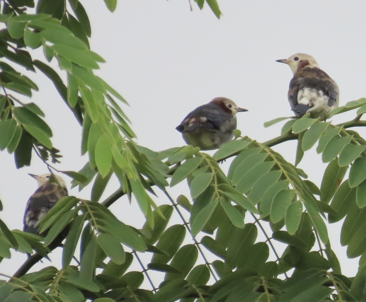 Al Yanaklı Sığırcık - ML644076129