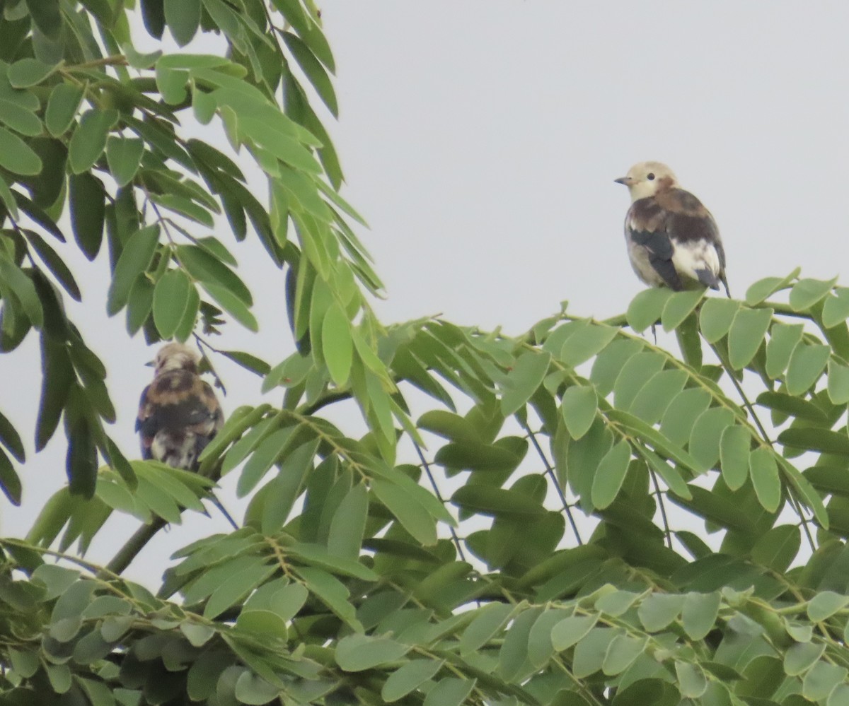 Al Yanaklı Sığırcık - ML644076130