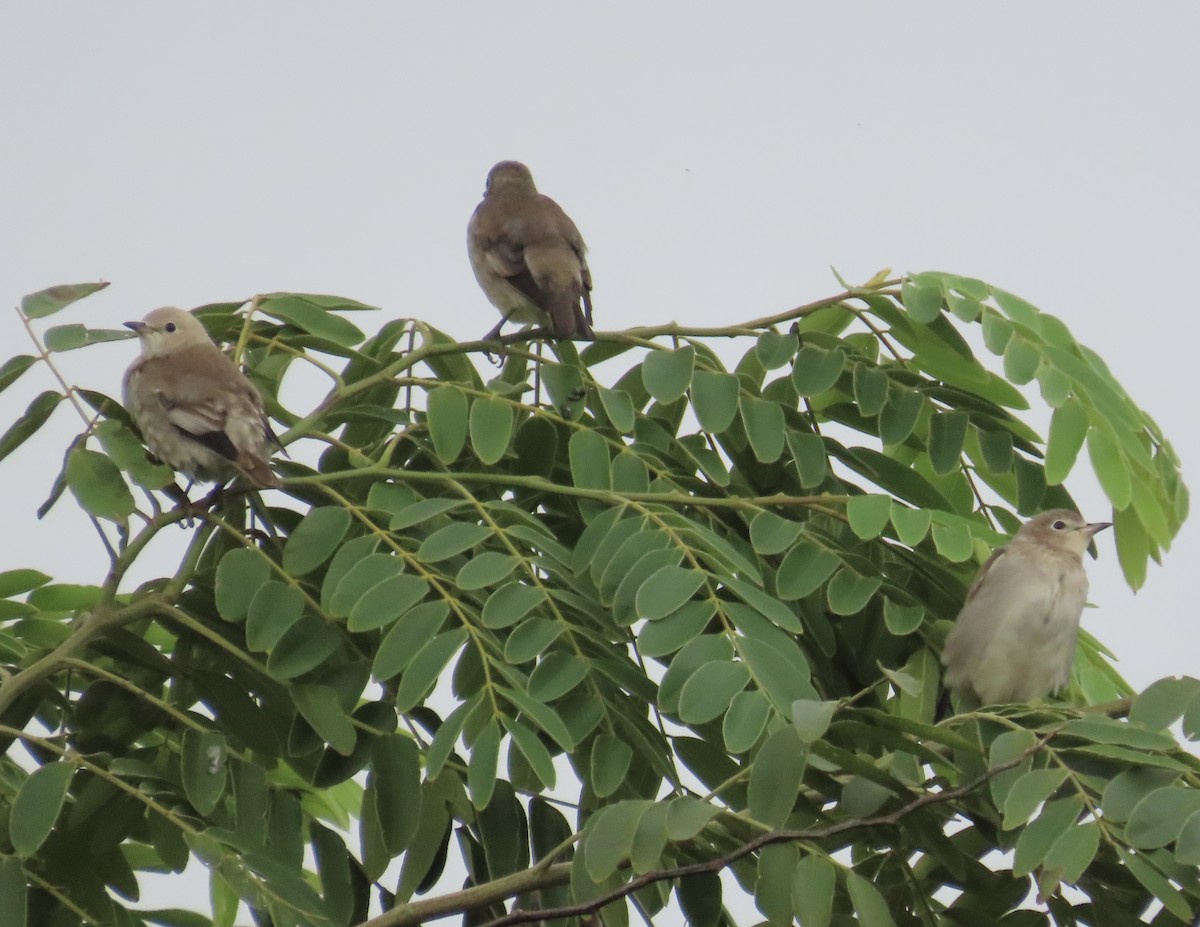 Al Yanaklı Sığırcık - ML644076131