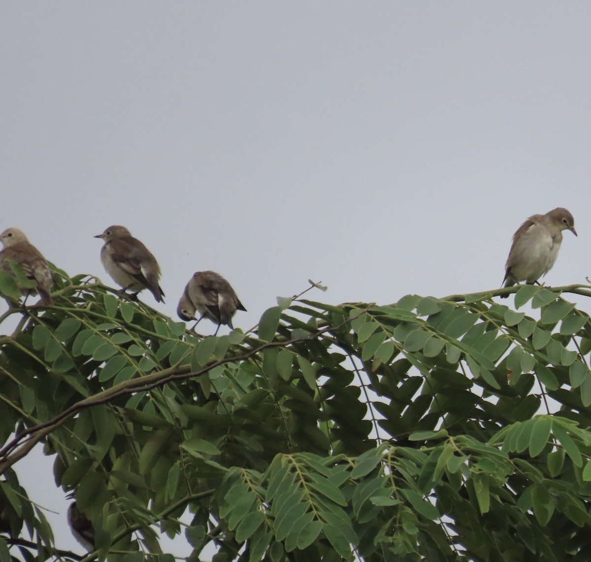 Al Yanaklı Sığırcık - ML644076132