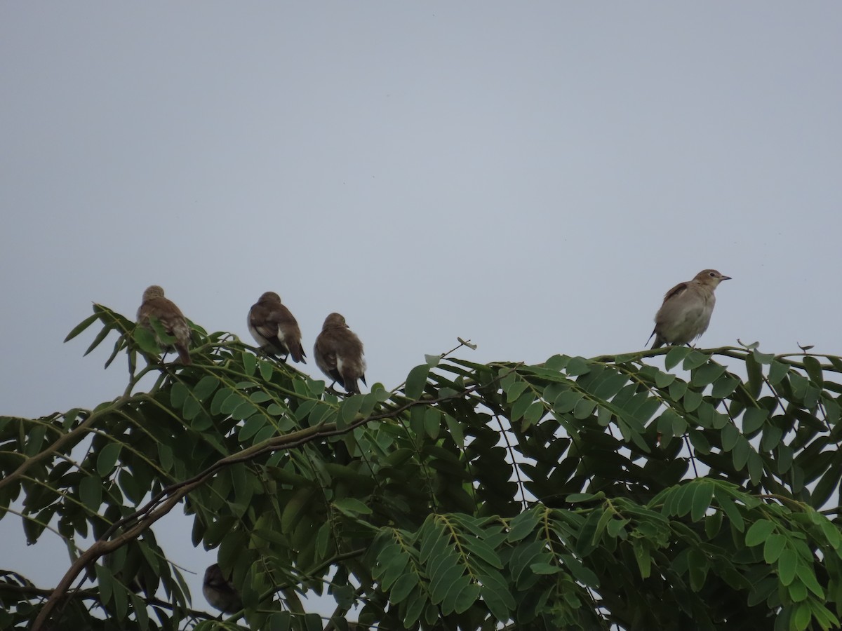 Al Yanaklı Sığırcık - ML644076134