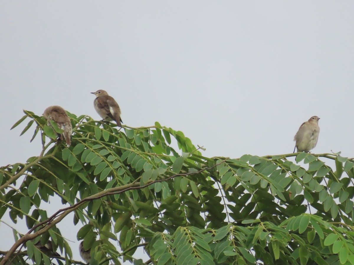 Al Yanaklı Sığırcık - ML644076135