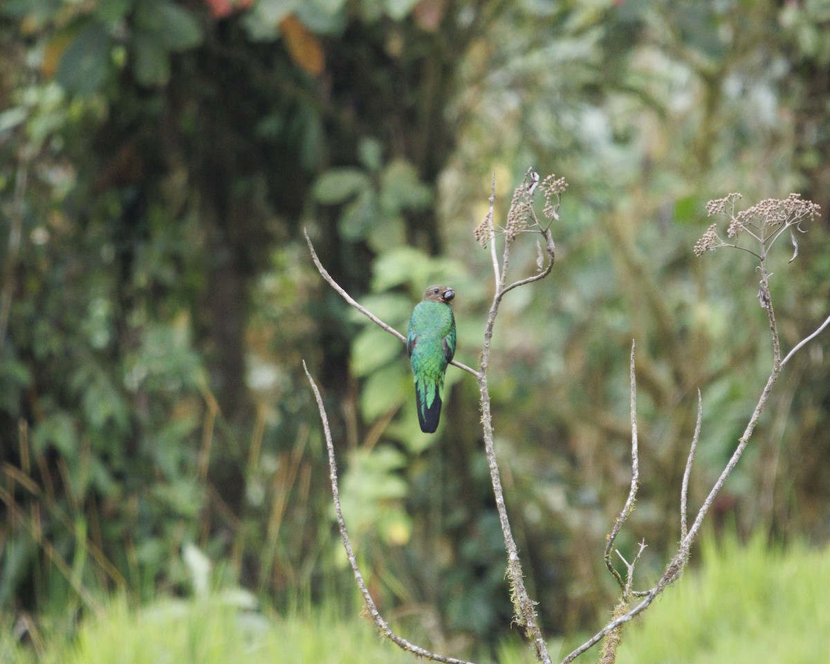 Golden-headed Quetzal - ML644076147