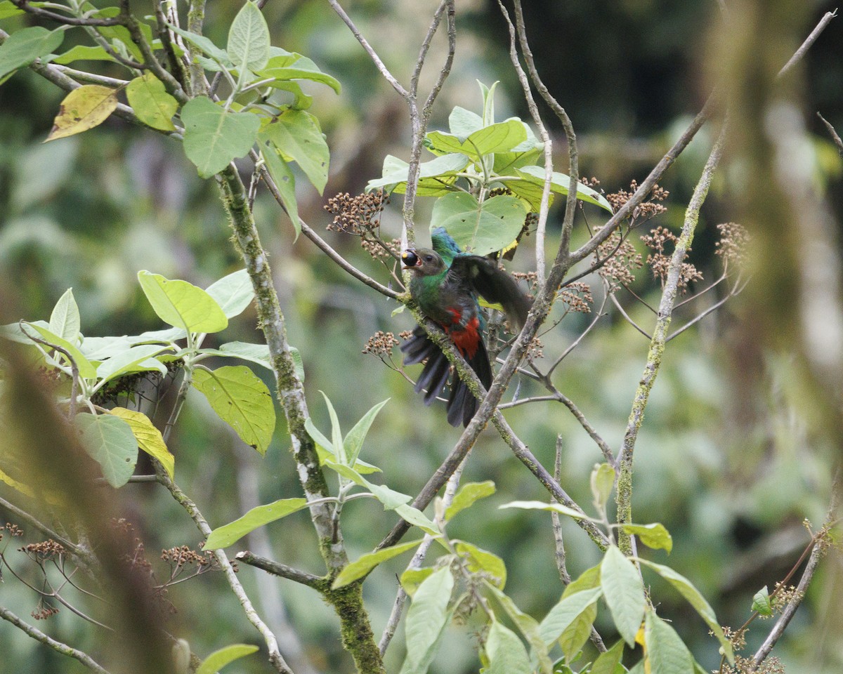 Golden-headed Quetzal - ML644076148