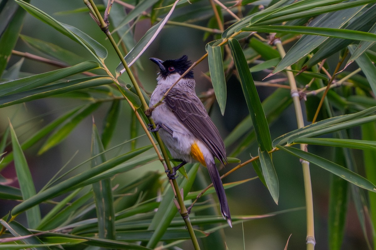 Sooty-headed Bulbul - ML644076150