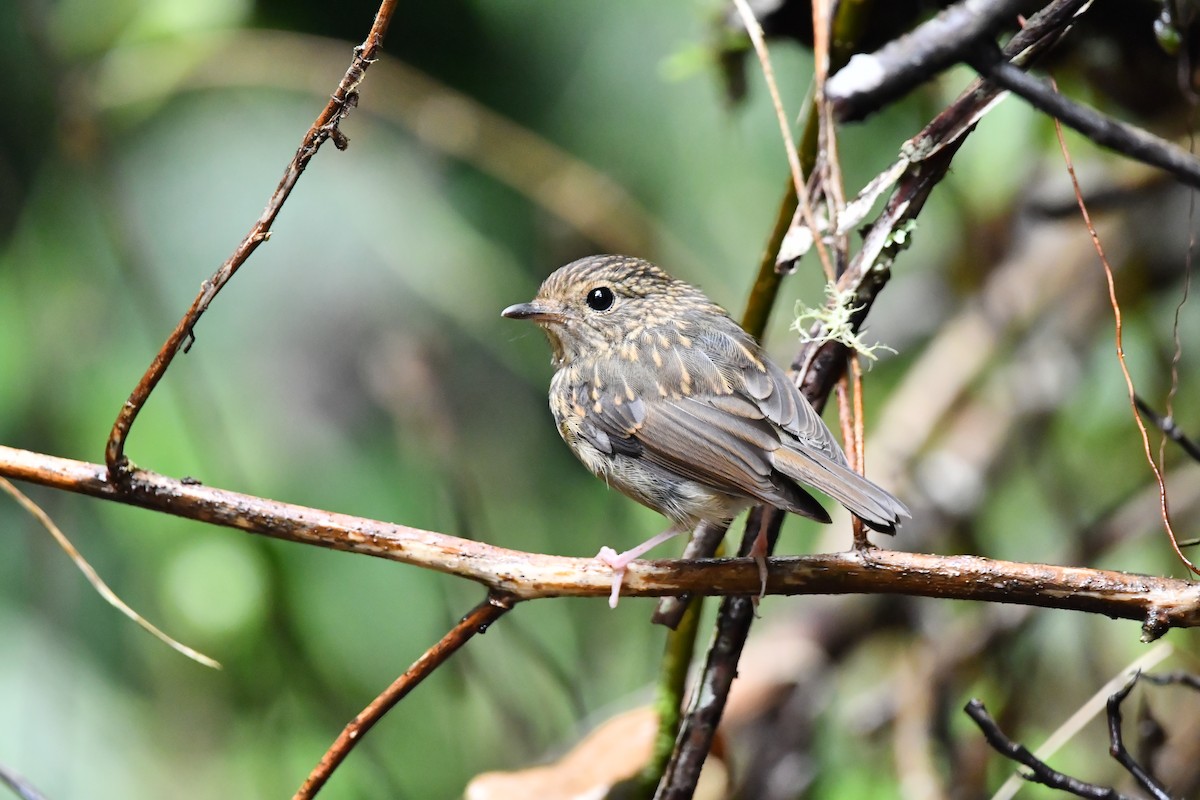 Snowy-browed Flycatcher - ML644076151