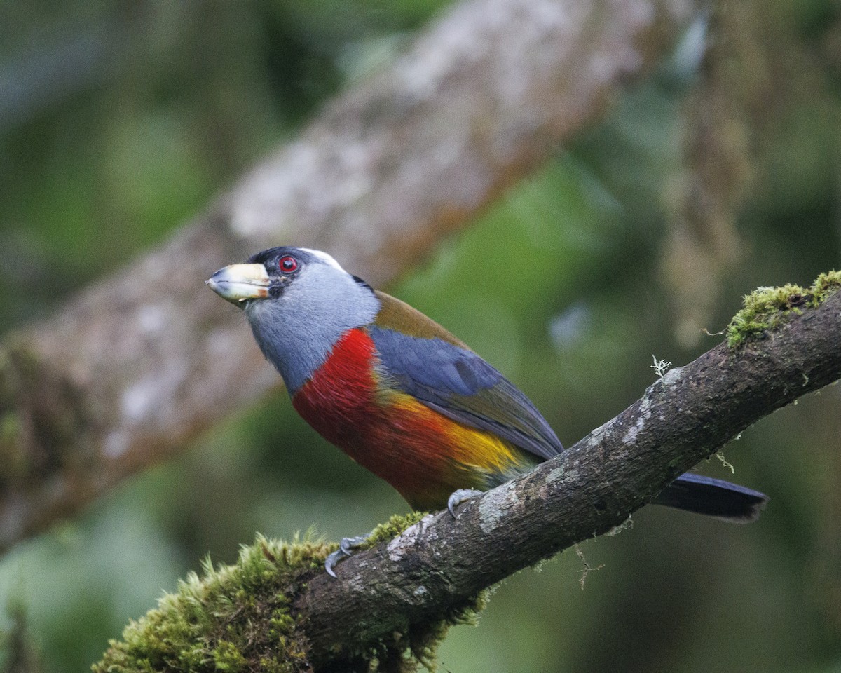 bradáček tukaní - ML644076153