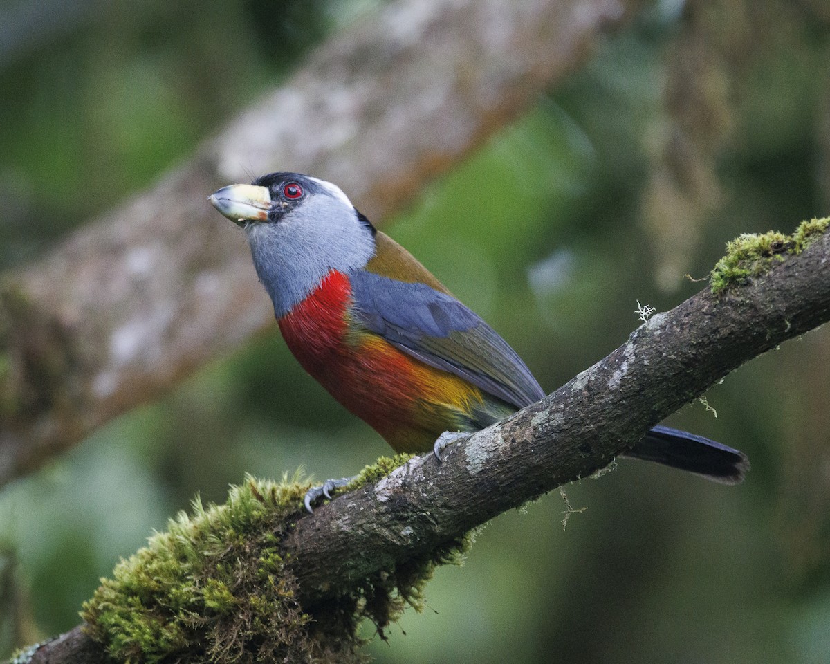 bradáček tukaní - ML644076154