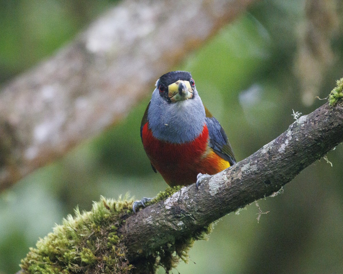 bradáček tukaní - ML644076155