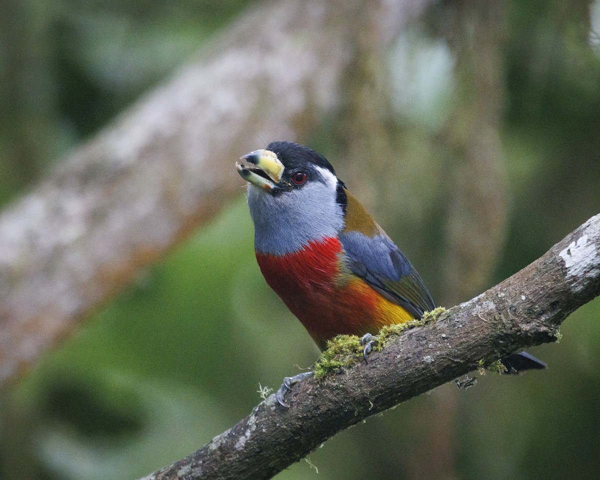 bradáček tukaní - ML644076159