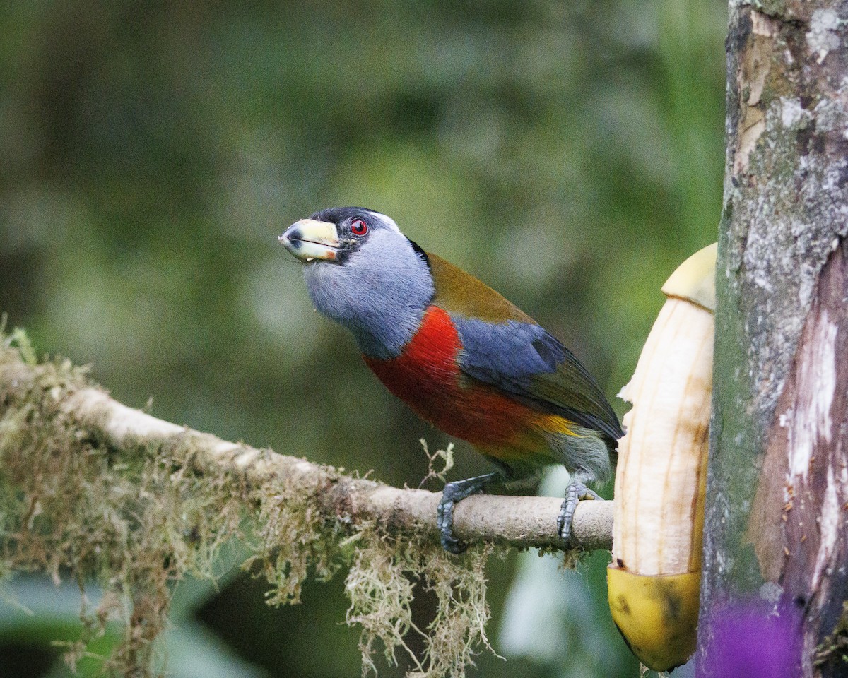 bradáček tukaní - ML644076160