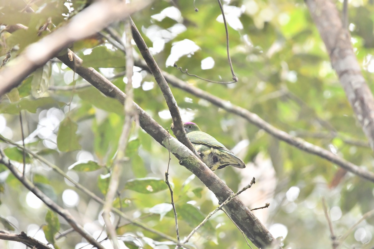 Superb Fruit-Dove - ML644076173