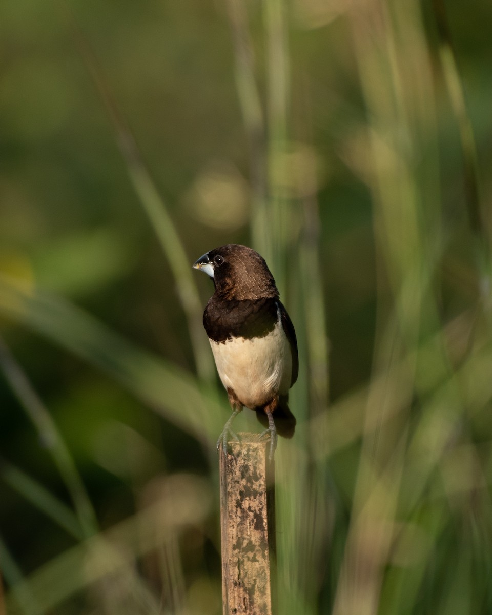 White-rumped Munia - ML644076174