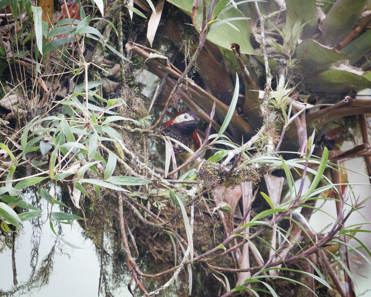 Дятел-смугань червонокрилий - ML644076175