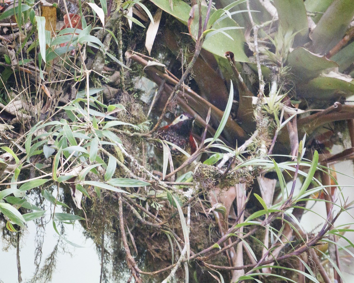 Дятел-смугань червонокрилий - ML644076176