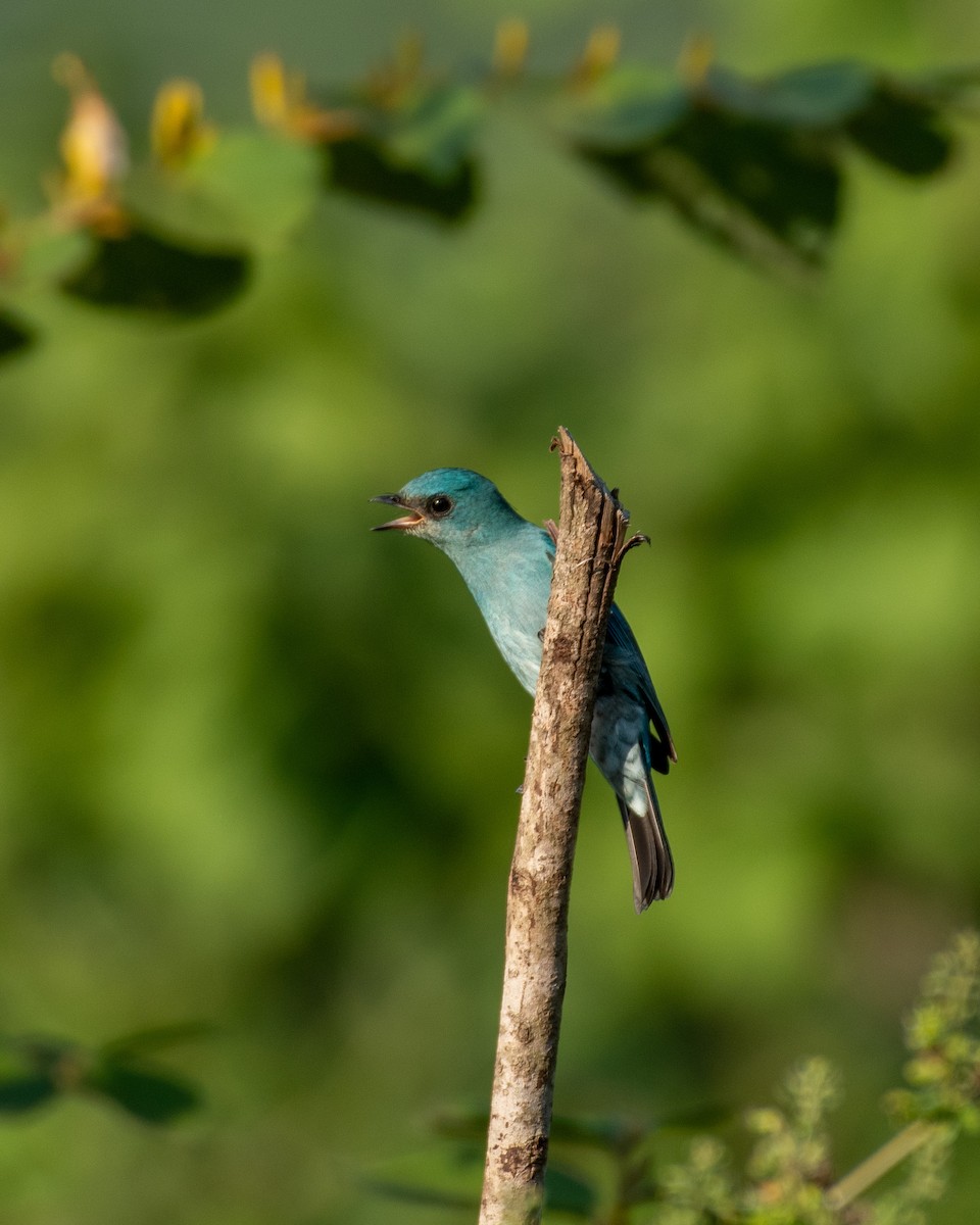 Verditer Flycatcher - ML644076194