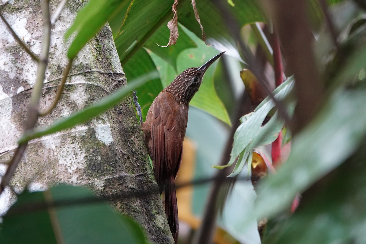 Cocoa Woodcreeper - ML644076218